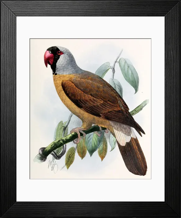 Framed Print : Mascarene parrot, 19th century illustration Framed Print : Mascarene parrot, 19th century illustration