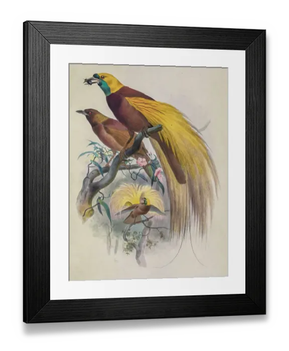 Framed Print : Greater bird-of-paradise, 19th century illustration Framed Print : Greater bird-of-paradise, 19th century illustration