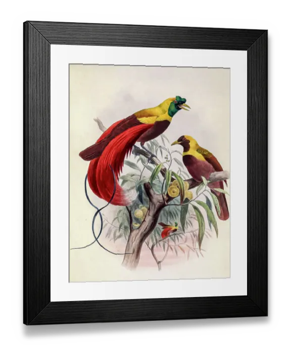 Framed Print : Red bird-of-paradise, 19th century illustration Framed Print : Red bird-of-paradise, 19th century illustration