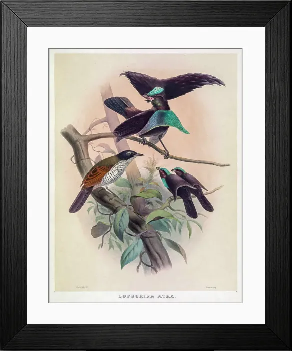 Framed Print : Superb bird-of-paradise, 19th century illustration Framed Print : Superb bird-of-paradise, 19th century illustration