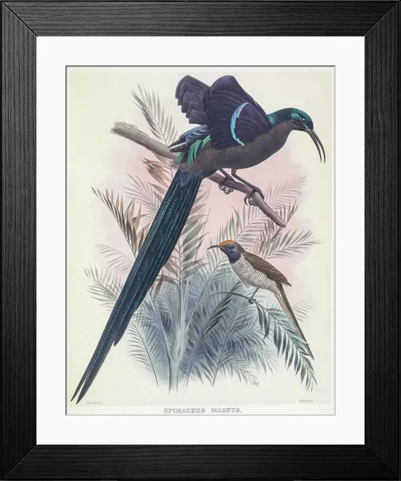 Framed Print : Magnificent bird-of-paradise, 19th century illustration Framed Print : Magnificent bird-of-paradise, 19th century illustration
