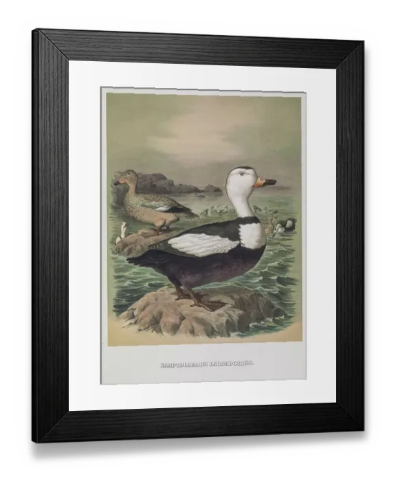 Framed Print : Labrador duck, 19th century illustration Framed Print : Labrador duck, 19th century illustration