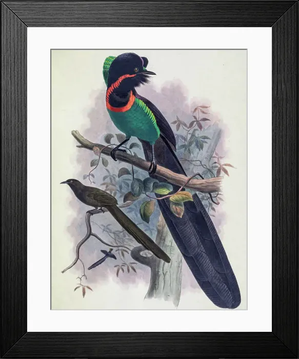 Framed Print : Arfak astrapia, 19th century illustration Framed Print : Arfak astrapia, 19th century illustration