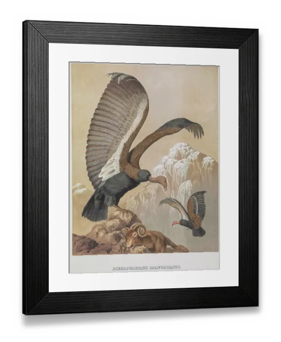 Framed Print : California condor, 19th century illustration Framed Print : California condor, 19th century illustration