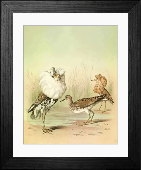 Framed Print : Ruff, 19th century illustration Framed Print : Ruff, 19th century illustration