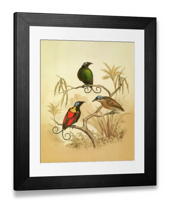 Framed Print : Wilson's bird-of-paradise, 19th century illustration Framed Print : Wilson's bird-of-paradise, 19th century illustration