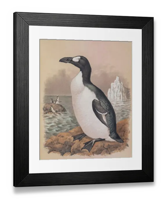 Framed Print : Great auk, 19th century illustration Framed Print : Great auk, 19th century illustration