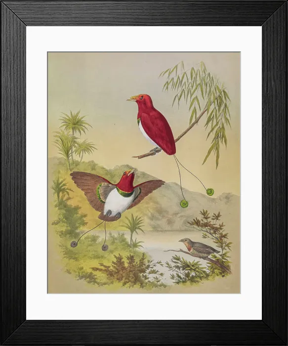 Framed Print : King bird-of-paradise, 19th century illustration Framed Print : King bird-of-paradise, 19th century illustration