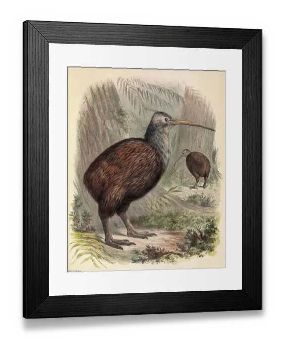 Framed Print : Kiwi, 19th century illustration Framed Print : Kiwi, 19th century illustration