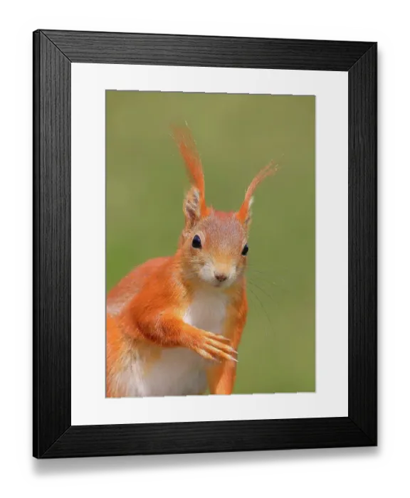 Framed Print : Eurasian red squirrel (Sciurus vulgaris) adult animal, head portrait, mammal, wildlife, Siegerland, North Rhine-Westphalia, Germany, Europe Framed Print : Eurasian red squirrel (Sciurus vulgaris) adult animal, head portrait, mammal, wildlife, Siegerland, North Rhine-Westphalia, Germany, Europe