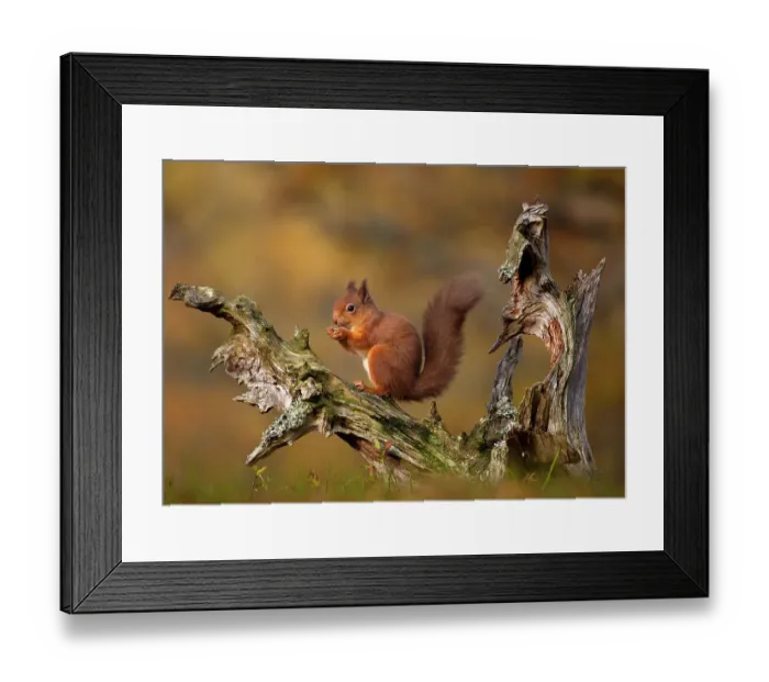 Framed Print : Red Squirrel eating nuts in Autumn