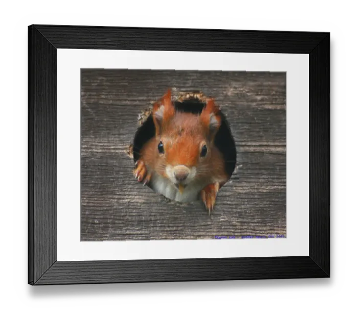 Framed Print : Red Squirrel Framed Print : Red Squirrel