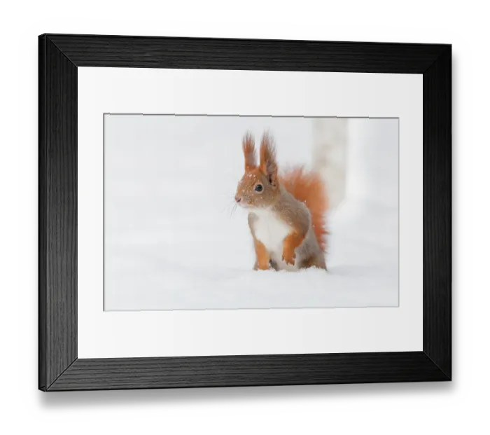 Framed Print : Eurasian red squirrel (Sciurus vulgaris) in snow Framed Print : Eurasian red squirrel (Sciurus vulgaris) in snow