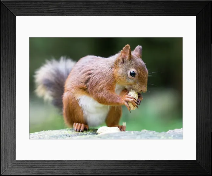 Framed Print : Red Squirrel eating a nut Framed Print : Red Squirrel eating a nut