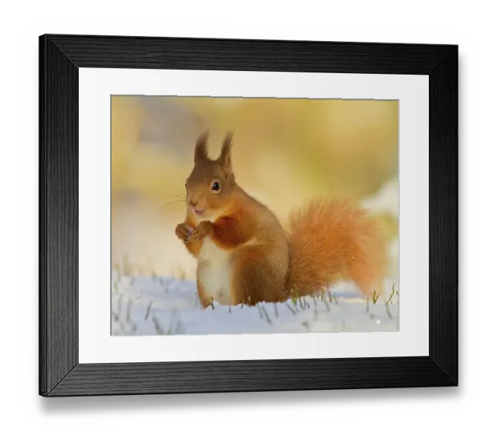 Framed Print : Red squirrel in the snow Framed Print : Red squirrel in the snow