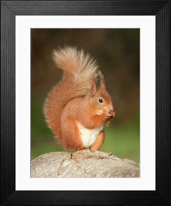 Framed Print : Red squirrel Framed Print : Red squirrel