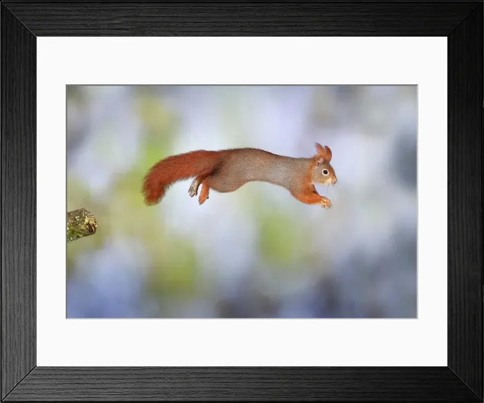 Framed Print : Eurasian red squirrel (Sciurus vulgaris) jumps from a broken branch, Germany Framed Print : Eurasian red squirrel (Sciurus vulgaris) jumps from a broken branch, Germany