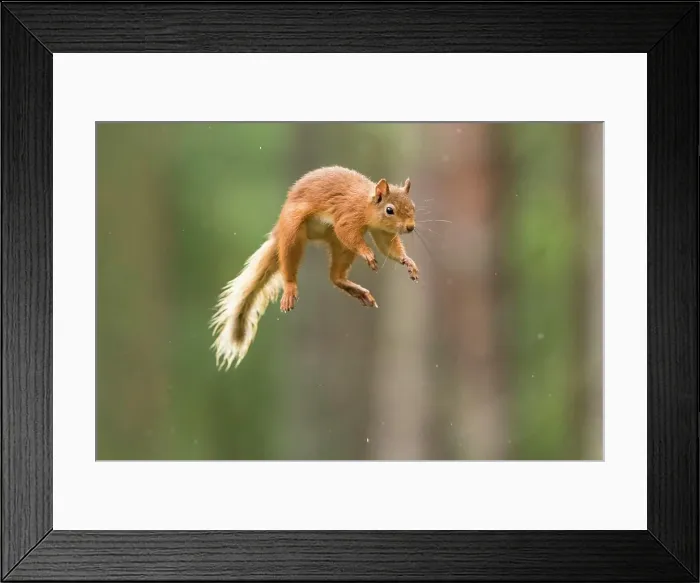 Framed Print : Eurasian red squirrel (Sciurus vulgaris) jumps through the air, Cairngroms National Park, Highlands, Scotland, Great Britain Framed Print : Eurasian red squirrel (Sciurus vulgaris) jumps through the air, Cairngroms National Park, Highlands, Scotland, Great Britain