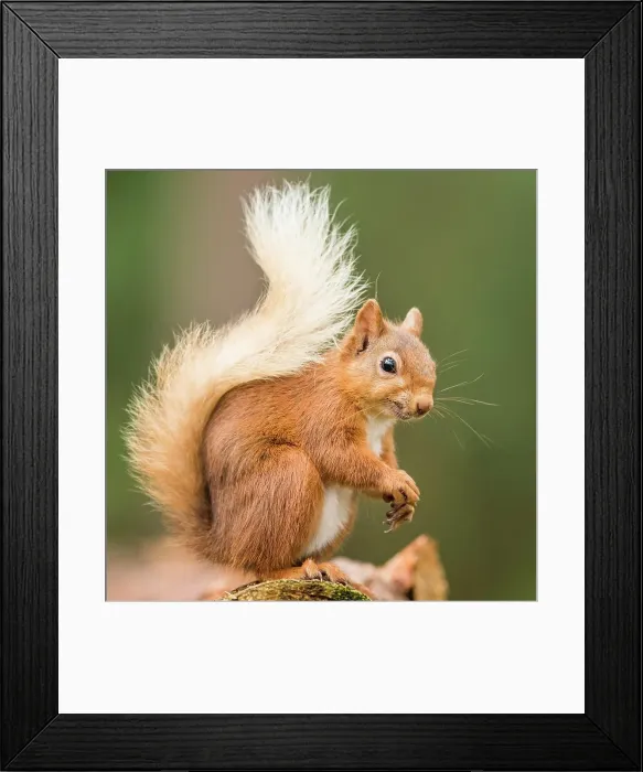 Framed Print : Eurasian red squirrel (Sciurus vulgaris) sits on a branch, Cairngroms National Park, Highlands, Scotland, Great Britain Framed Print : Eurasian red squirrel (Sciurus vulgaris) sits on a branch, Cairngroms National Park, Highlands, Scotland, Great Britain