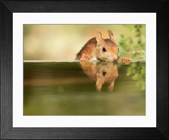 Framed Print : Red Squirrel, drinking water with his reflected head, in Bocairent, Valencian Community, Spain Framed Print : Red Squirrel, drinking water with his reflected head, in Bocairent, Valencian Community, Spain