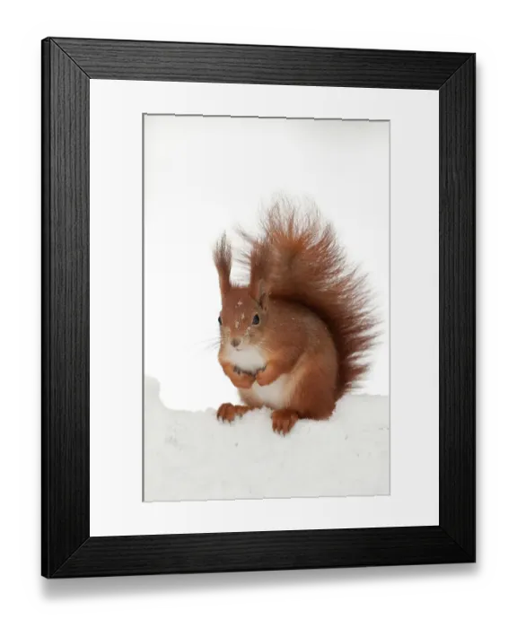 Framed Print : Eurasian red squirrel (Sciurus vulgaris) in snow