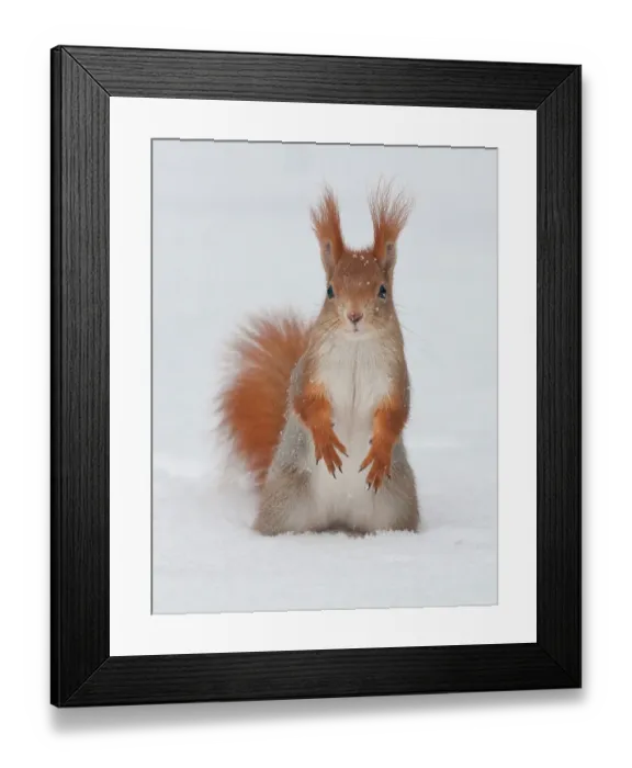 Framed Print : Eurasian red squirrel (Sciurus vulgaris) in snow Framed Print : Eurasian red squirrel (Sciurus vulgaris) in snow