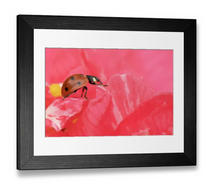 Framed Print : Seven-spot ladybird (Coccinella septempunctata) adult on a garden Camellia flower, England, United Kingdom, Europe Framed Print : Seven-spot ladybird (Coccinella septempunctata) adult on a garden Camellia flower, England, United Kingdom, Europe