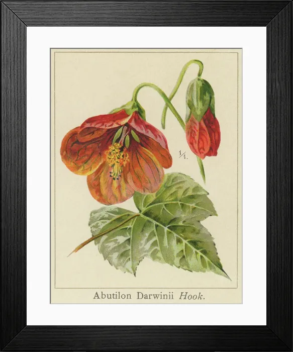 Framed Print : Old chromolithograph illustration of Botany, Callianthe darwinii (Abutilon darwinii Hook.f. or Abutilon darwinii var. trinerve), popular ornamental plant in hot regions with a humid climate