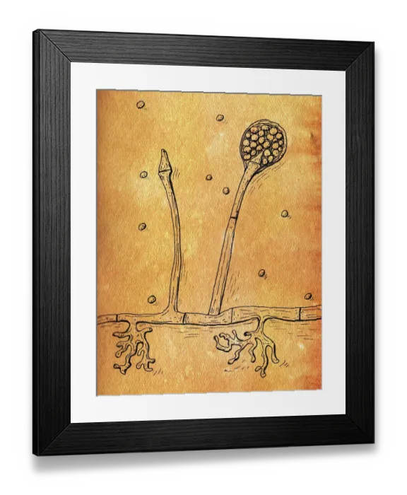 Framed Print : Lichtheimia corymbifera fungi, illustration Framed Print : Lichtheimia corymbifera fungi, illustration