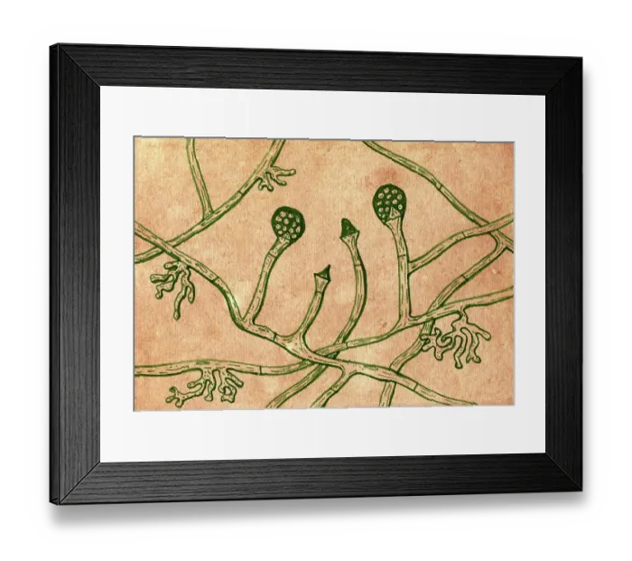 Framed Print : Lichtheimia corymbifera fungi, illustration Framed Print : Lichtheimia corymbifera fungi, illustration