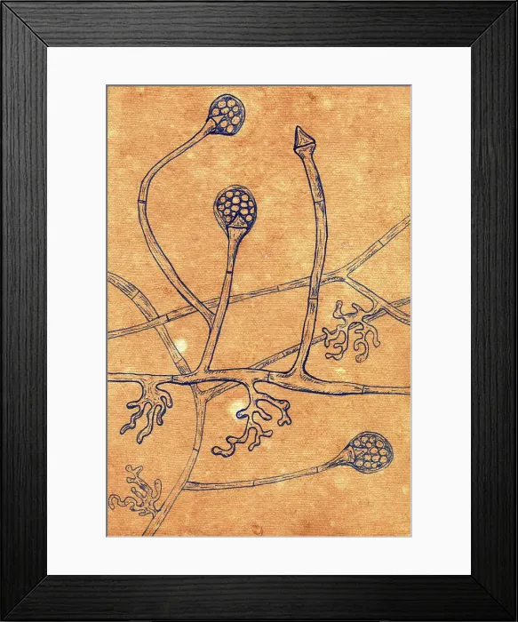Framed Print : Lichtheimia corymbifera fungi, illustration Framed Print : Lichtheimia corymbifera fungi, illustration