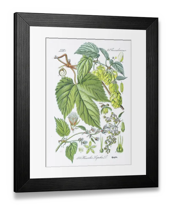 Framed Print : COMMON HOP chromolithograph 1886 Framed Print : COMMON HOP chromolithograph 1886