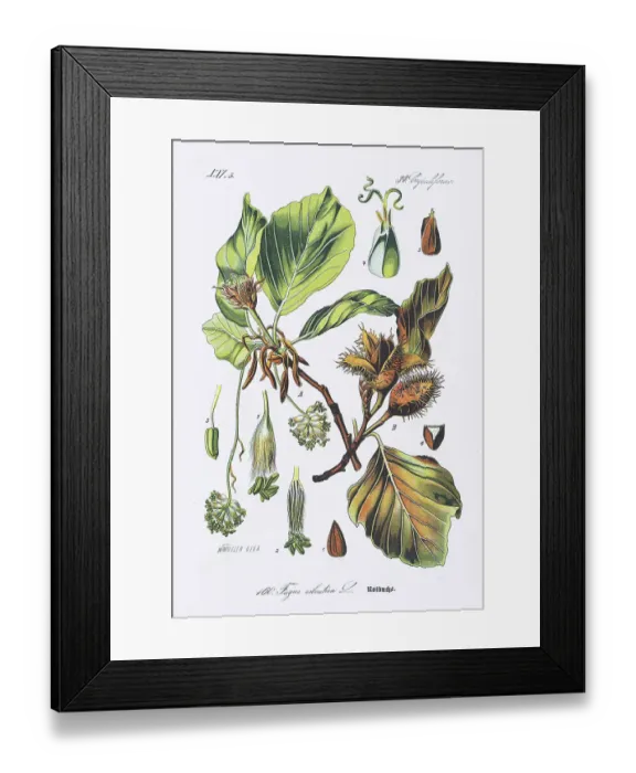 Framed Print : EUROPEAN BEECH chromolithograph 1886