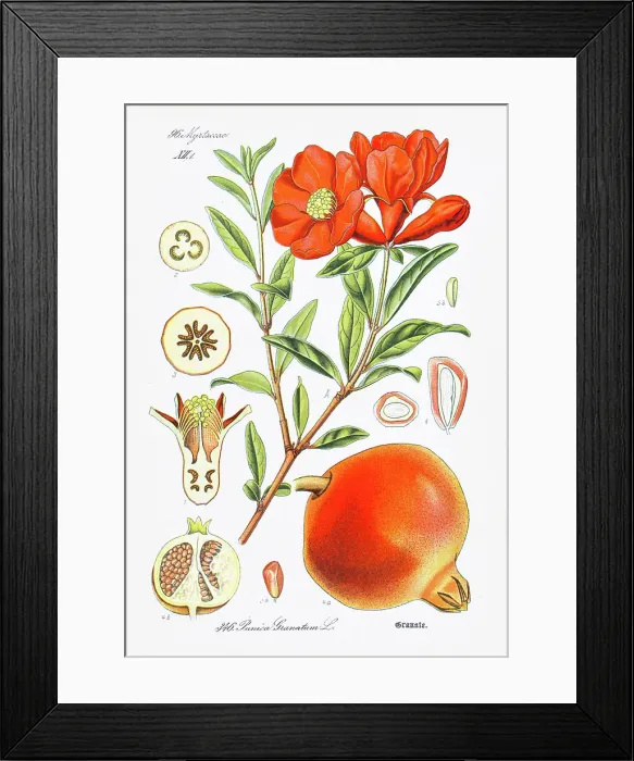 Framed Print : POMEGRANATE chromolithograph 1886 Framed Print : POMEGRANATE chromolithograph 1886