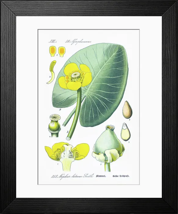 Framed Print : YELLOW WATER-LILY chromolithograph 1886 Framed Print : YELLOW WATER-LILY chromolithograph 1886