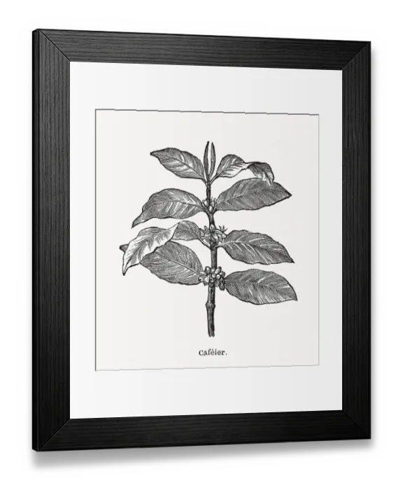 Framed Print : Coffee plant with fruits, wood engraving, published in 1898 Framed Print : Coffee plant with fruits, wood engraving, published in 1898