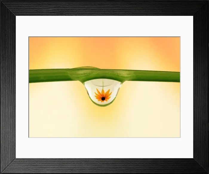 Framed Print : Rudbeckia in water drop Framed Print : Rudbeckia in water drop