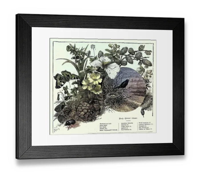 Framed Print : Pictorial wildlife calendar, March, Blackbird, Grass snake, Dor Beetle, Butterfly, Bumble Bee, Vintage Illustration, 1880s. 19th Century Framed Print : Pictorial wildlife calendar, March, Blackbird, Grass snake, Dor Beetle, Butterfly, Bumble Bee, Vintage Illustration, 1880s. 19th Century