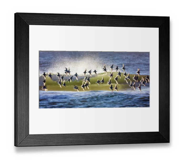 Framed Print : Group of Sanderling Birds Backlit in Flight Against Waves at Robert Moses Beach, Long Island Framed Print : Group of Sanderling Birds Backlit in Flight Against Waves at Robert Moses Beach, Long Island