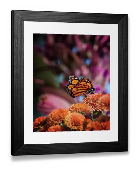 Framed Print : Beautiful Butterfly on Orange Chrysanthemums in Babylon, Long Island
