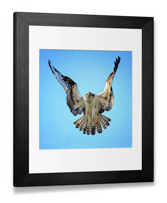 Framed Print : Beautiful Hover of Osprey Against Blue Sky at Belmont Lake State Park Framed Print : Beautiful Hover of Osprey Against Blue Sky at Belmont Lake State Park