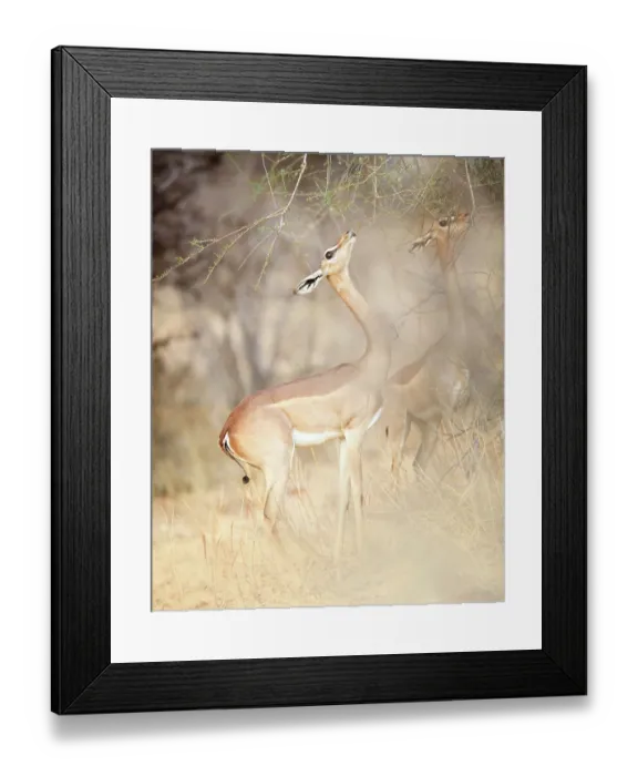 Framed Print : Two Gerenuk Feeding in Golden Light in Samburu, Kenya Framed Print : Two Gerenuk Feeding in Golden Light in Samburu, Kenya