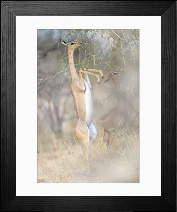 Framed Print : Awesome Gerenuk Standing on Two Legs in Golden Background in Samburu Framed Print : Awesome Gerenuk Standing on Two Legs in Golden Background in Samburu