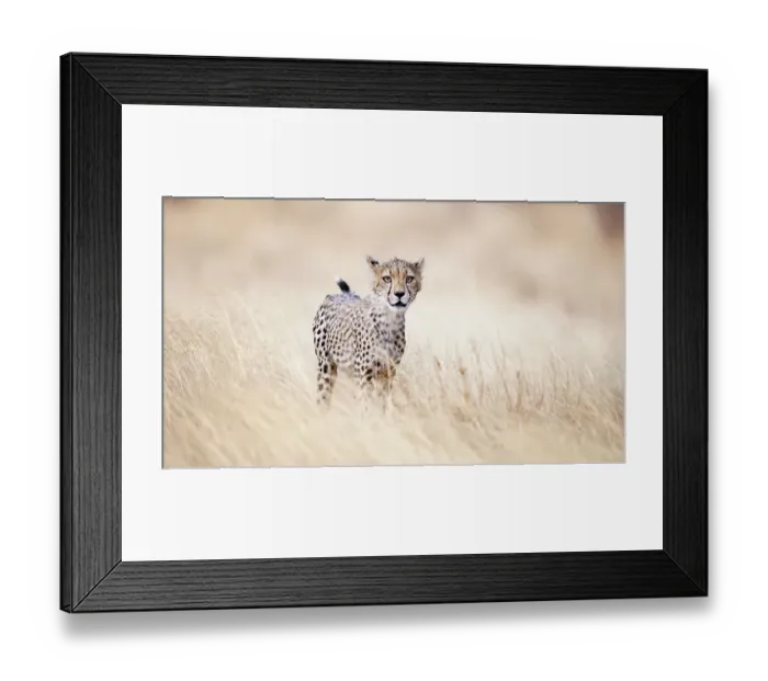 Framed Print : Beautiful Close Up of Cheetah Walking Through Golden Grass in Kenya Framed Print : Beautiful Close Up of Cheetah Walking Through Golden Grass in Kenya