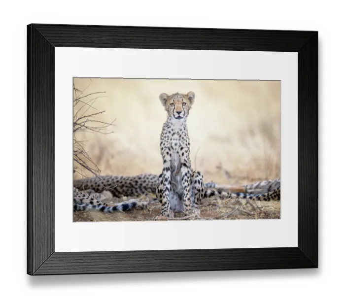 Framed Print : Adorable Young Cheetah Looking at Camera at Samburu, Kenya Framed Print : Adorable Young Cheetah Looking at Camera at Samburu, Kenya