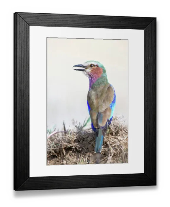 Framed Print : Beautiful Close Up Portrait of Lilac Breasted Roller at Lake Nakuru Framed Print : Beautiful Close Up Portrait of Lilac Breasted Roller at Lake Nakuru