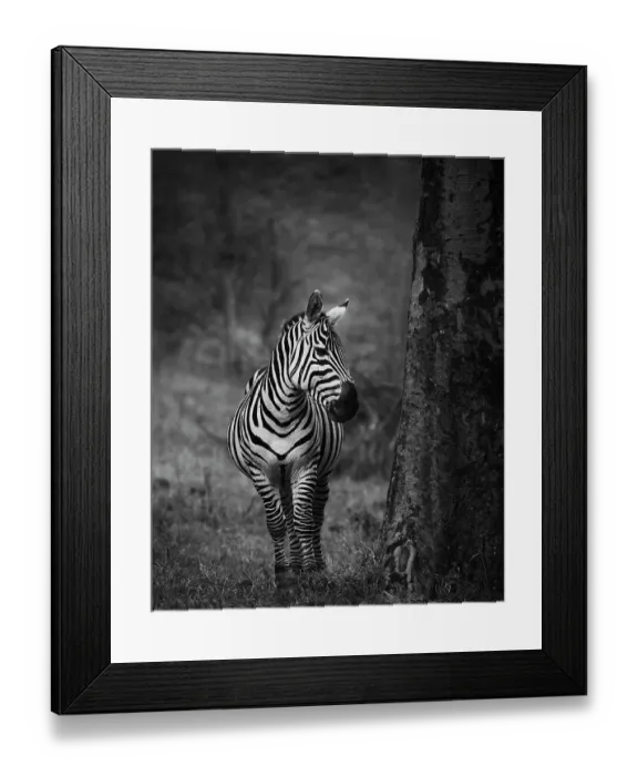 Framed Print : Amazing Portrait of Zebra in Black and White at Lake Nakuru Framed Print : Amazing Portrait of Zebra in Black and White at Lake Nakuru