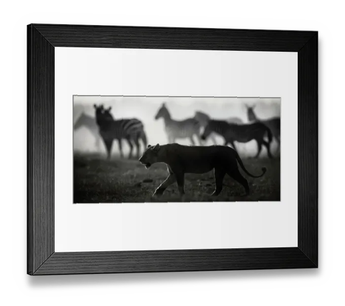 Framed Print : Lioness Walks in Front of Zebra in Backlit Silhouettes in Amboseli, Kenya Framed Print : Lioness Walks in Front of Zebra in Backlit Silhouettes in Amboseli, Kenya