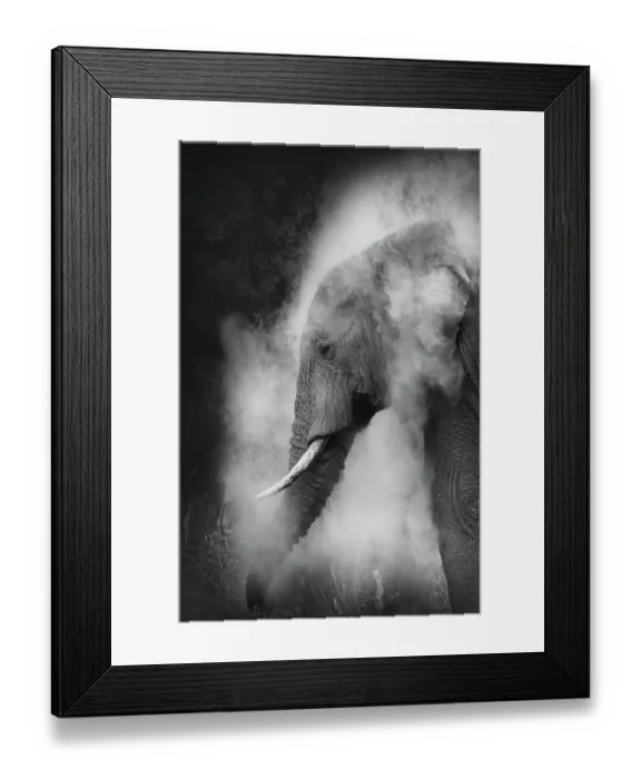 Framed Print : Dramatic vertical of Elephant dusting in black and white at Amboseli, Kenya