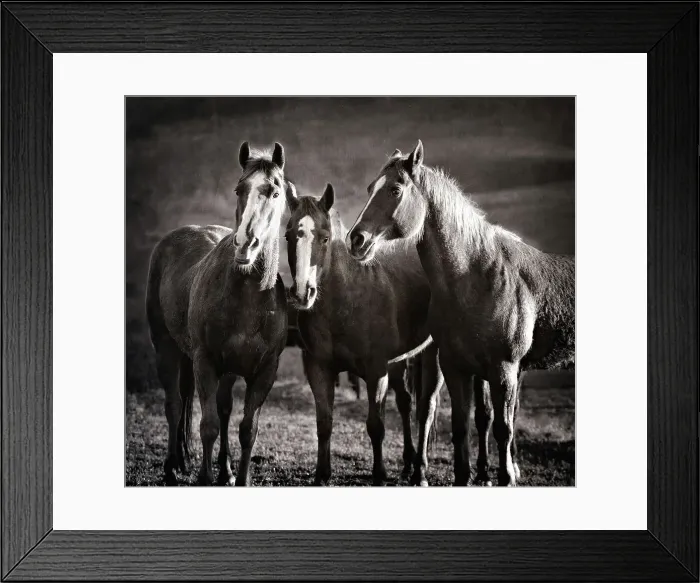 Framed Print : Three Wild Horse Friends in Black and White Framed Print : Three Wild Horse Friends in Black and White
